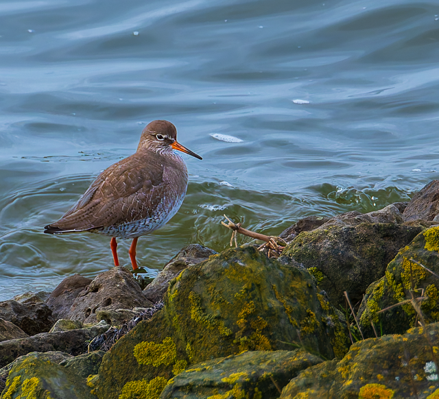Tureluur (Zeeland). Foto van Frank Verheij.